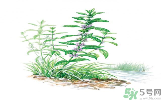 夏天吃薄荷可以解暑嗎？夏天怎么吃薄荷可以解暑？