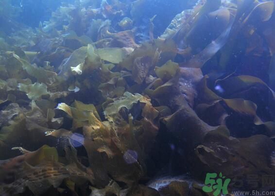 海帶發(fā)黃能吃嗎？海帶發(fā)黃還可以吃嗎？