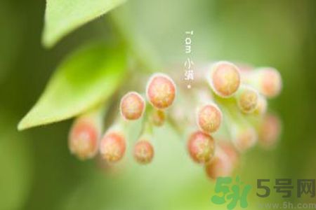 小滿名字的由來？小滿是什么意思？