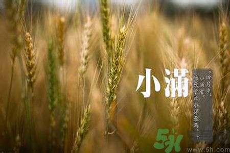 小滿喝什么茶？小滿喝什么茶好？