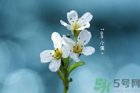 小滿喝什么茶？小滿喝什么茶好？
