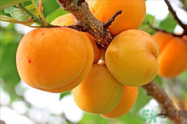 李子皮能吃嗎？李子皮的功效作用