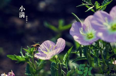 小滿養(yǎng)生要注意什么？小滿養(yǎng)生注意事項