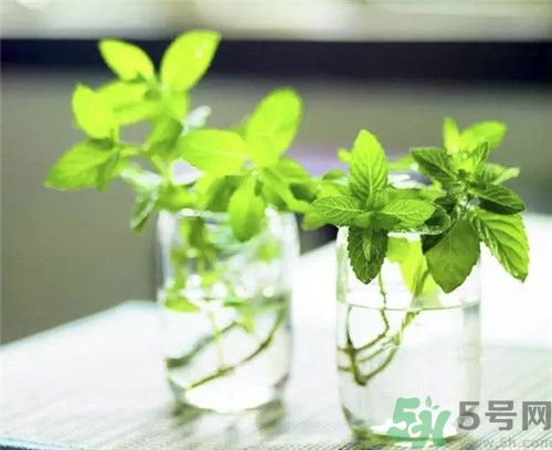 薄荷茶可以降火嗎？喝薄荷茶能降火嗎
