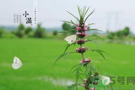 為什么小滿濕氣重？小滿怎么除濕氣？