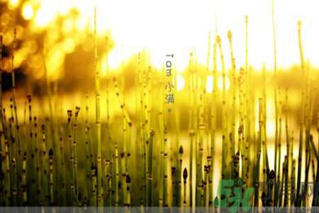 為什么小滿濕氣重？小滿怎么除濕氣？