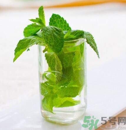 孕婦可以喝薄荷茶嗎？孕婦能喝薄荷泡的茶嗎？