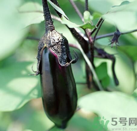 吃茄子會(huì)長(zhǎng)胖嗎？茄子卡路里高嗎？