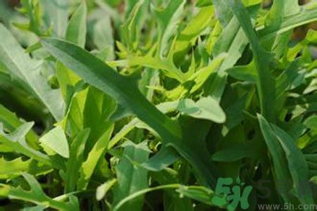 哺乳期可以吃苦菜嗎？哺乳期吃苦菜奶水會(huì)變苦嗎？
