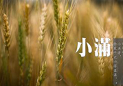 小滿為什么要吃苦？適合小滿吃的苦菜