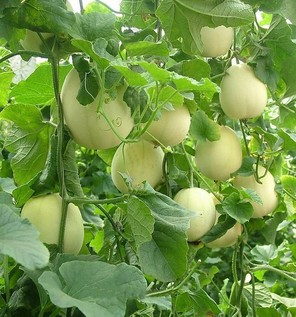 胃炎可以吃甜瓜嗎？胃炎吃甜瓜會(huì)有什么后果？