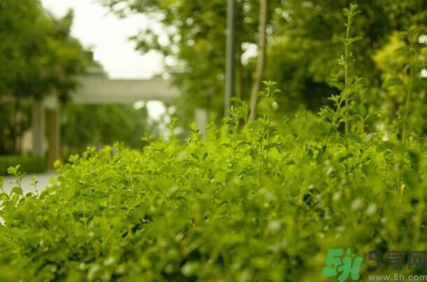 蚊子叮的包過幾天又癢是為什么？蚊子叮的包過幾天又癢怎么辦？