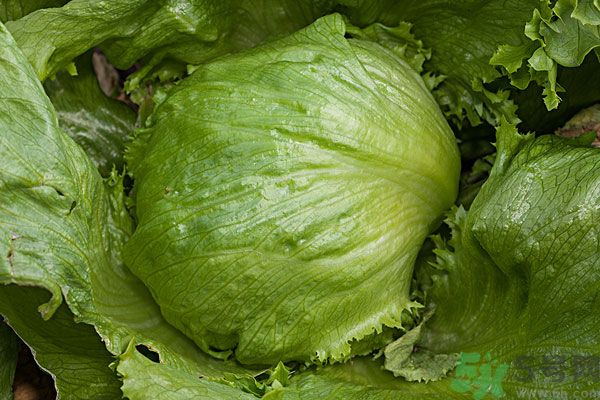 生菜和雞蛋能一起吃嗎？生菜和雞蛋一起怎么做？