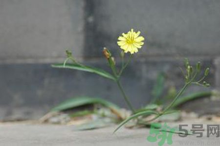 怎么挑選苦菜？挑選苦菜的方法有哪些？