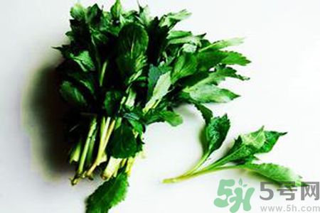 怎么挑選苦菜？挑選苦菜的方法有哪些？