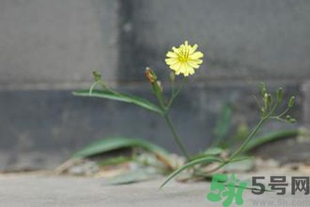 皮膚過敏可以吃苦菜嗎？吃苦菜會(huì)皮膚過敏嗎？