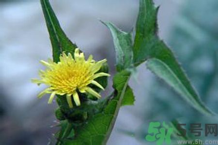 皮膚過敏可以吃苦菜嗎？吃苦菜會皮膚過敏嗎？