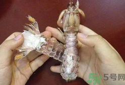 剝蝦神器怎么用？剝蝦神器在哪里買？