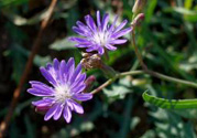 紫花苦菜和黃花苦菜哪個好？紫花苦菜和黃花苦菜有什么區(qū)別？