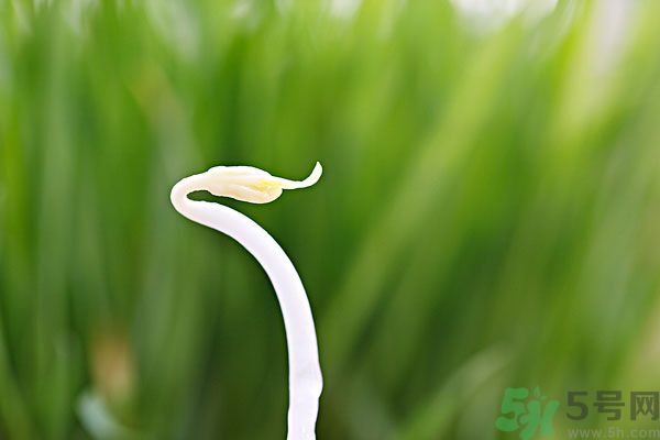 綠豆芽是涼性的嗎？綠豆芽是涼性還是熱性？
