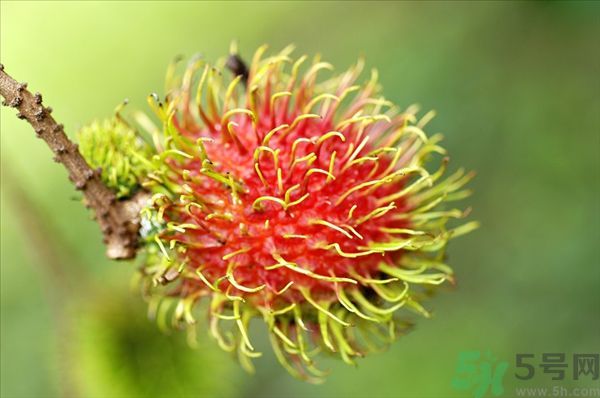 孕婦可以吃紅毛丹嗎？孕婦吃紅毛丹好嗎？