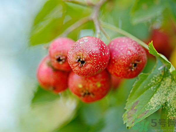 尿酸高能吃山楂嗎？痛風(fēng)能吃山楂嗎？