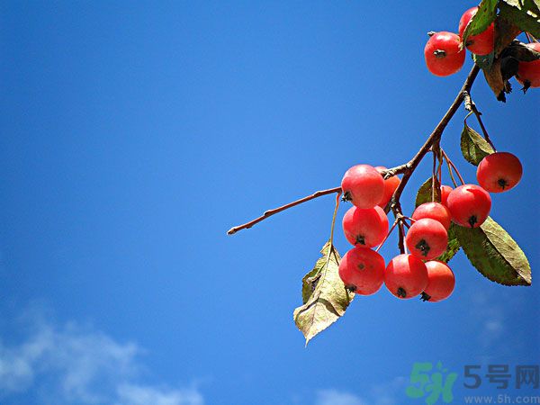 尿酸高能吃山楂嗎？痛風(fēng)能吃山楂嗎？