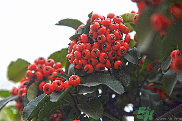 尿酸高能吃山楂嗎？痛風(fēng)能吃山楂嗎？