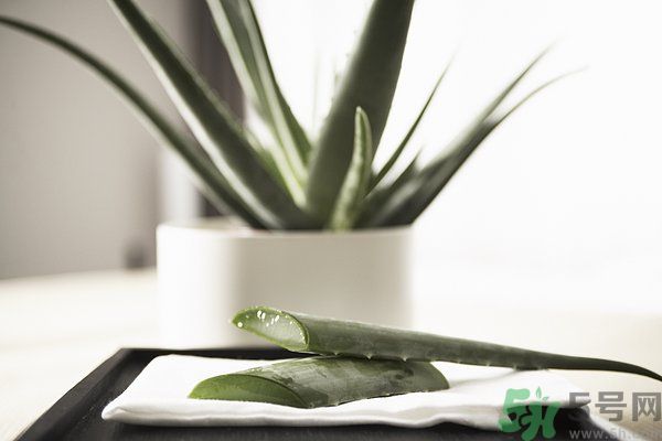 蘆薈怎么做好吃？蘆薈的做法有哪些？