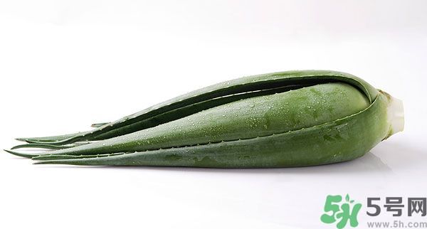 經(jīng)期可以吃蘆薈嗎？經(jīng)期吃蘆薈會肚子痛嗎？