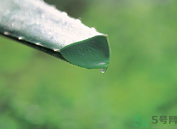 孕婦可以用蘆薈汁搽臉嗎？孕婦可以涂抹蘆薈汁嗎？
