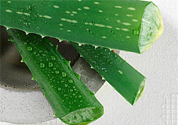 蘆薈是發(fā)物嗎？蘆薈是不是發(fā)物？