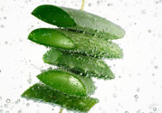 夏天吃蘆薈可以降火嗎？夏天吃蘆薈能清火嗎？