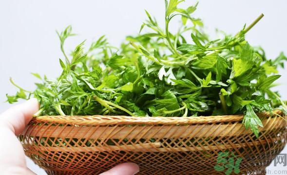 菖蒲是艾葉嗎？菖蒲是什么？