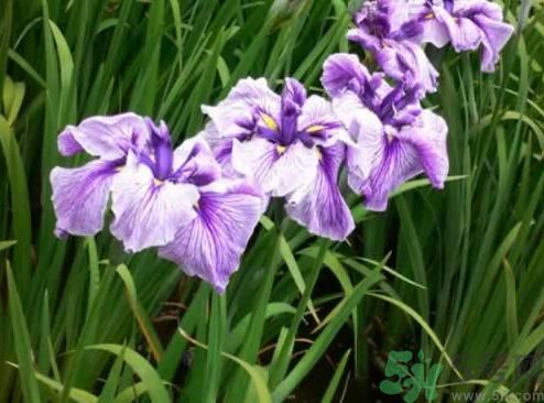 什么樣的菖蒲好？怎樣選購(gòu)菖蒲？