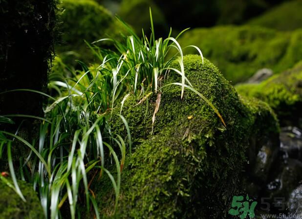 什么樣的菖蒲好？怎樣選購(gòu)菖蒲？