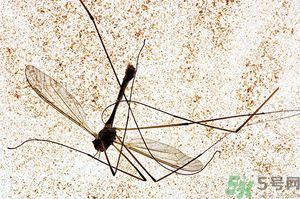 蚊子討厭什么氣味？蚊子討厭什么顏色？