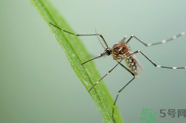 蚊子討厭什么氣味？蚊子討厭什么顏色？