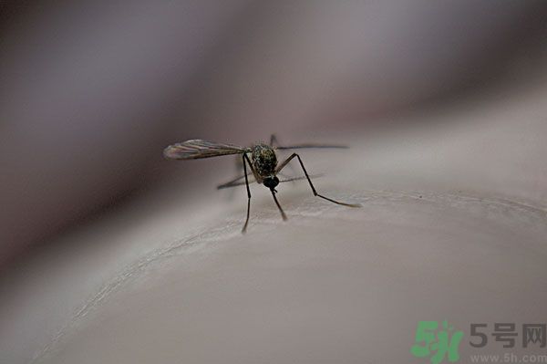 蚊子討厭什么氣味？蚊子討厭什么顏色？