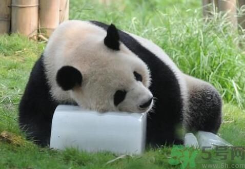 中暑可以吃水果嗎？中暑吃什么水果好？