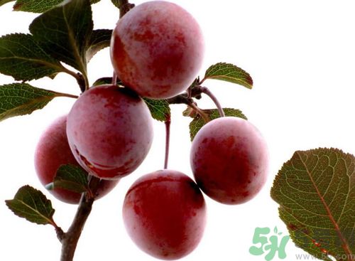 李子可以放冰箱嗎？李子應(yīng)該怎樣保存？