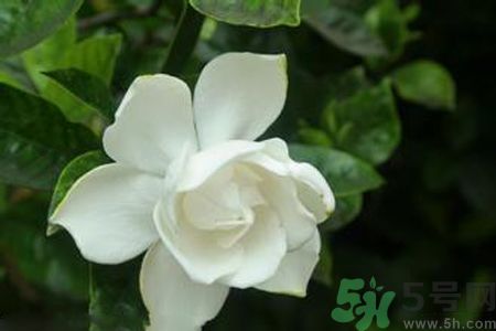 梔子花可以減肥嗎？梔子花怎么減肥？