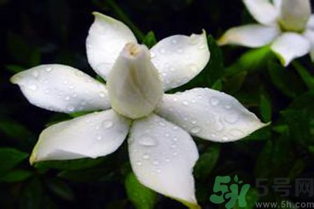 梔子花可以安神嗎？梔子花可以治療失眠嗎？