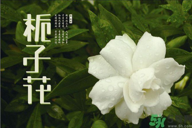 梔子花茶可以補(bǔ)血嗎？貧血可以喝梔子花茶嗎？