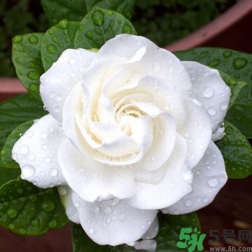梔子花茶可以補血嗎？貧血可以喝梔子花茶嗎？