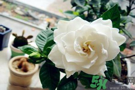 梔子花可以降血糖嗎？梔子花茶可以降血糖嗎？