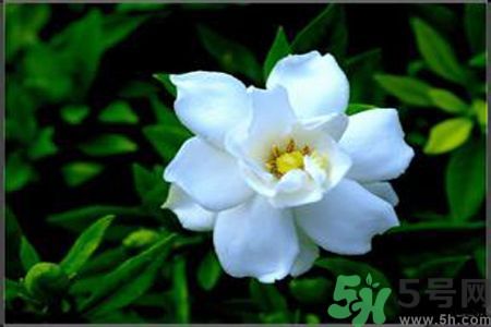 梔子花可以降血糖嗎？梔子花茶可以降血糖嗎？