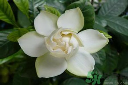 寶寶可以聞梔子花的味道嗎？寶寶聞梔子花的味道好嗎？