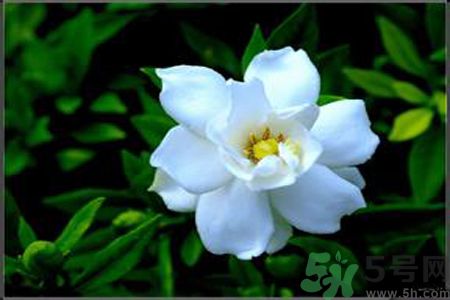 梔子花的葉子為什么會(huì)發(fā)黃？梔子花的葉子發(fā)黃了怎么辦？