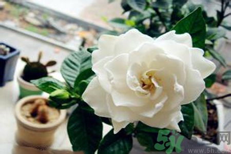 梔子花茶是熱性還是涼性？梔子花茶是涼性的嗎？